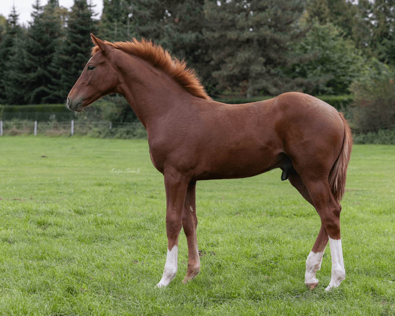 Jungpferdeausbildung & Beritt